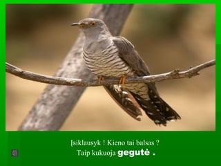 Įsiklausyk ! Kieno tai balsas ?
Taip kukuoja gegutė .
 