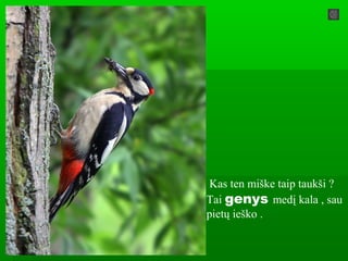 Kas ten miške taip taukši ?
Tai genys medį kala , sau
pietų ieško .
 