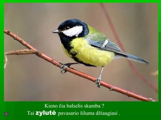 Kieno čia balselis skamba ?
Tai zylutė pavasario šiluma džiaugiasi .
 