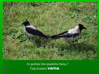 Ar pažinai šito paukščio balsą ?
Taip krankia varna .
 