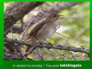 Ar atpažįsti šią melodiją ? Taip gieda lakštingala .
 