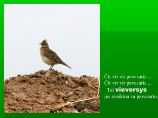 Čir vir vir pavasaris ...
Čir vir vir pavasaris ...
Tai vieversys
jus sveikina su pavasariu
 