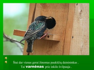 Štai dar vienas gerai žinomas paukščių dainininkas .
Tai varnėnas prie inkilo švilpauja .
 