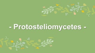 - Protosteliomycetes -
 