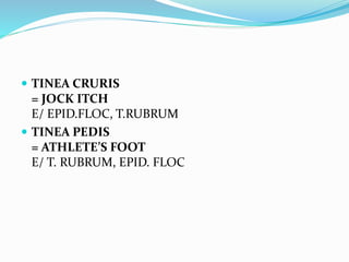  TINEA CRURIS
= JOCK ITCH
E/ EPID.FLOC, T.RUBRUM
 TINEA PEDIS
= ATHLETE’S FOOT
E/ T. RUBRUM, EPID. FLOC
 