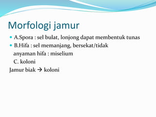 Morfologi jamur
 A.Spora : sel bulat, lonjong dapat membentuk tunas
 B.Hifa : sel memanjang, bersekat/tidak
anyaman hifa : miselium
C. koloni
Jamur biak  koloni
 