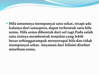  Hifa umumnya mempunyai satu sekat, tetapi ada
kalanya dari satuspora, dapat terbentuk satu hifa
semu. Hifa semu dibentuk dari sel ragi.Pada salah
satu sisinya membentuk tonjolan yang lebih
besar sehinggatampak menyerupai hifa dan tidak
mempunyai sekat. Anyaman dari hifaini disebut
miselium semu.
 