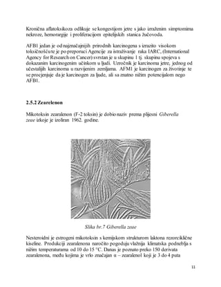11
Kronična aflatoksikoza odlikuje se kongestijom jetre s jako izraženim simptomima
nekroze, hemorargije i proliferacijom epitelijskih stanica žučovoda.
AFB1 jedan je od najznačajnijih prirodnih karcinogena s izrazito visokom
toksičnošćute je po preporuci Agencije za istraživanje raka IARC, (International
Agency for Research on Cancer) svrstan je u skupinu 1 tj. skupinu spojeva s
dokazanim karcinogenim učinkom u ljudi. Uzročnik je karcinoma jetre, jednog od
učestalijih karcinoma u razvijenim zemljama. AFM1 je karcinogen za životinje te
se procjenjuje da je karcinogen za ljude, ali sa znatno nižim potencijalom nego
AFB1.
2.5.2 Zearelenon
Mikotoksin zearalenon (F-2 toksin) je dobio naziv prema plijesni Giberella
zeae izkoje je izoliran 1962. godine.
Slika br.7 Giberella zeae
Nesteroidni je estrogeni mikotoksin s kemijskom strukturom laktona rezorciklične
kiseline. Produkciji zearalenona naročito pogoduju vlažnija klimatska podneblja s
nižim temperaturama od 10 do 15 °C. Danas je poznato preko 150 derivata
zearalenona, među kojima je vrlo značajan α – zearalenol koji je 3 do 4 puta
 