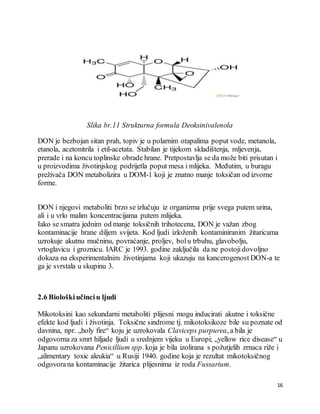 16
Slika br.11 Strukturna formula Deoksinivalenola
DON je bezbojan sitan prah, topiv je u polarnim otapalima poput vode, metanola,
etanola, acetonitrila i etil-acetata. Stabilan je tijekom skladištenja, mljevenja,
prerade i na koncu toplinske obrade hrane. Pretpostavlja se da može biti prisutan i
u proizvodima životinjskog podrijetla poput mesa i mlijeka. Međutim, u buragu
preživača DON metabolizira u DOM-1 koji je znatno manje toksičan od izvorne
forme.
DON i njegovi metaboliti brzo se izlučuju iz organizma prije svega putem urina,
ali i u vrlo malim koncentracijama putem mlijeka.
Iako se smatra jednim od manje toksičnih trihotecena, DON je važan zbog
kontaminacije hrane diljem svijeta. Kod ljudi izloženih kontaminiranim žitaricama
uzrokuje akutnu mučninu, povraćanje, proljev, bolu trbuhu, glavobolju,
vrtoglavicu i groznicu. IARC je 1993. godine zaključila da ne postojidovoljno
dokaza na eksperimentalnim životinjama koji ukazuju na kancerogenost DON-a te
ga je svrstala u skupinu 3.
2.6 Biološkiučinciu ljudi
Mikotoksini kao sekundarni metaboliti plijesni mogu inducirati akutne i toksične
efekte kod ljudi i životinja. Toksične sindrome tj. mikotoksikoze bile su poznate od
davnina, npr. „holy fire“ koju je uzrokovala Claviceps purpurea, a bila je
odgovorna za smrt hiljade ljudi u srednjem vijeku u Europi; „yellow rice disease“ u
Japanu uzrokovana Penicillium spp. koja je bila izolirana s požutjelih zrnaca riže i
„alimentary toxic aleukia“ u Rusiji 1940. godine koja je rezultat mikotoksičnog
odgovorana kontaminacije žitarica plijesnima iz roda Fussarium.
 