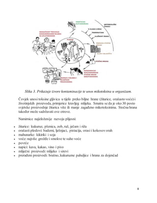 8
Slika 3. Prikazuje izvore kontaminacije te unos mikotoksina u organizam.
Čovjek unosi toksine gljivica u tijelo preko biljne hrane (žitarice, orašasto voće) i
životinjskih proizvoda, primjerice kravljeg mlijeka. Smatra se da je oko 30 posto
svjetske proizvodnje žitarica više ili manje zagađeno mikotoksinima. Stočna hrana
također može sadržavati ove otrove.
Namirnice najizloženije razvoju plijesni:
 žitarice: kukuruz, pšenica, zob, raž, ječam i riža
 orašasti plodovi: bademi, lješnjaci, pistacija, orasi i kokosovorah
 mahunarke: kikiriki i soja
 voće: najviše grožđe i smokve te suho voće
 povrće
 napici: kava, kakao, vino i pivo
 mliječni proizvodi: mlijeko i sirevi
 prerađeni proizvodi: brašno, kukuruzne pahuljice i hrana za dojenčad
 