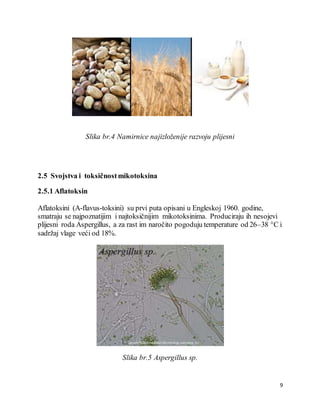 9
Slika br.4 Namirnice najizloženije razvoju plijesni
2.5 Svojstva i toksičnostmikotoksina
2.5.1 Aflatoksin
Aflatoksini (A-flavus-toksini) su prvi puta opisani u Engleskoj 1960. godine,
smatraju se najpoznatijim i najtoksičnijim mikotoksinima. Produciraju ih nesojevi
plijesni roda Aspergillus, a za rast im naročito pogoduju temperature od 26–38 °C i
sadržaj vlage veći od 18%.
Slika br.5 Aspergillus sp.
 
