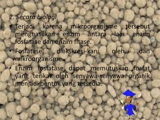 2. Secara biologi
• Terjadi karena mikroorganisme tersebut
menghasilkan enzim antara lain enzim
fosfatase dan enzim fitase.
• Fosfatase diekskresi-kan oleh dan
mikroorganisme.
• Enzim fosfatase dapat memutuskan fosfat
yang terikat oleh senyawa-senyawa organik
menjadi bentuk yang tersedia.
 
