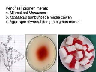 Penghasil pigmen merah:
a. Mikroskopi Monascus
b. Monascus tumbuhpada media cawan
c. Agar-agar diwarnai dengan pigmen merah
 