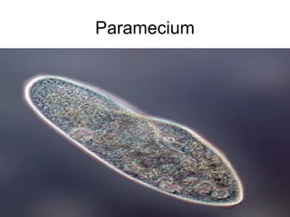 Paramecium
 