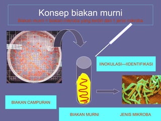 Konsep biakan murni
    Biakan murni = biakan mikroba yang terdiri dari 1 jenis mikroba


•



                                             IINOKULASI---IIDENTIFIKASI




BIAKAN CAMPURAN


                              BIAKAN MURNI             JENIS MIKROBA
 