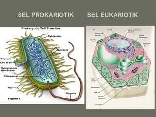 SEL PROKARIOTIK   SEL EUKARIOTIK
 