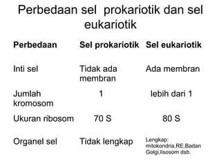 Perbedaan sel prokariotik dan sel
            eukariotik
Perbedaan        Sel prokariotik Sel eukariotik

Inti sel         Tidak ada       Ada membran
                 membran
Jumlah               1            lebih dari 1
kromosom
Ukuran ribosom      70 S               80 S

Organel sel      Tidak lengkap   Lengkap:
                                 mitokondria,RE,Badan
                                 Golgi,lisosom dsb.
 