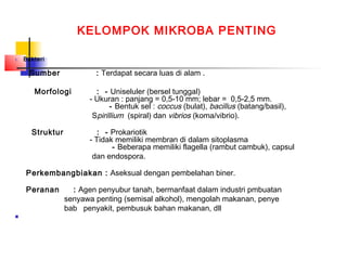 KELOMPOK MIKROBA PENTING

1.   Bakteri

       Sumber               : Terdapat secara luas di alam .

          Morfologi            : - Uniseluler (bersel tunggal)
                             - Ukuran : panjang = 0,5-10 mm; lebar =  0,5-2,5 mm.
                                   - Bentuk sel : coccus (bulat), bacillus (batang/basil),
                              Spirillium (spiral) dan vibrios (koma/vibrio).

         Struktur              :  - Prokariotik
                            - Tidak memiliki membran di dalam sitoplasma
                                     - Beberapa memiliki flagella (rambut cambuk), capsul
                             dan endospora.

     Perkembangbiakan : Aseksual dengan pembelahan biner.

     Peranan     : Agen penyubur tanah, bermanfaat dalam industri pmbuatan
              senyawa penting (semisal alkohol), mengolah makanan, penye
              bab penyakit, pembusuk bahan makanan, dll

 
