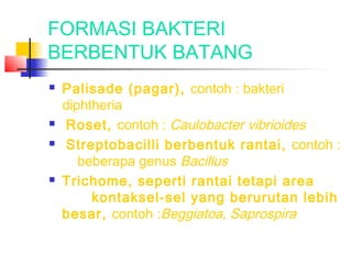 FORMASI BAKTERI
BERBENTUK BATANG
   Palisade (pagar), contoh : bakteri
    diphtheria
    Roset, contoh : Caulobacter vibrioides
    Streptobacilli berbentuk rantai, contoh :
       beberapa genus Bacillus
   Trichome, seperti rantai tetapi area
         kontaksel-sel yang berurutan lebih
    besar, contoh :Beggiatoa, Saprospira
 