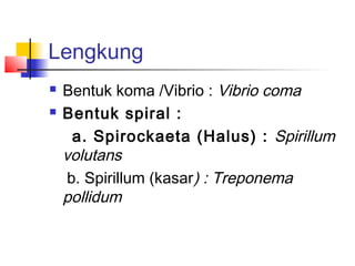 Lengkung
   Bentuk koma /Vibrio : Vibrio coma
   Bentuk spiral :
      a. Spirockaeta (Halus) : Spirillum
    volutans
     b. Spirillum (kasar) : Treponema
    pollidum
 