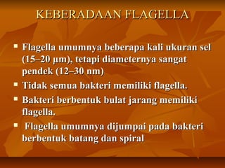 KEBERADAAN FLAGELLA

   Flagella umumnya beberapa kali ukuran sel
    (15–20 μm), tetapi diameternya sangat
    pendek (12–30 nm)
   Tidak semua bakteri memiliki flagella.
   Bakteri berbentuk bulat jarang memiliki
    flagella.
    Flagella umumnya dijumpai pada bakteri
    berbentuk batang dan spiral
 