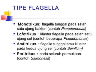 TIPE FLAGELLA

    Monotrikus: flagella tunggal pada salah
    satu ujung bakteri (contoh Pseudomonas)
   Lofotrikus : kluster flagella pada salah satu
    ujung sel (contoh beberapa Pseudomonas)
   Amfitrikus : flagella tunggal atau kluster
    pada kedua ujung sel (contoh Spirillum)
   Peritrikus : pada seluruh permukaan
    (contoh Salmonella)
 