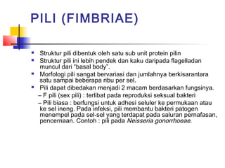 PILI (FIMBRIAE)

   Struktur pili dibentuk oleh satu sub unit protein pilin
   Struktur pili ini lebih pendek dan kaku daripada flagelladan
    muncul dari “basal body”.
   Morfologi pili sangat bervariasi dan jumlahnya berkisarantara
    satu sampai beberapa ribu per sel.
   Pili dapat dibedakan menjadi 2 macam berdasarkan fungsinya.
    – F pili (sex pili) : terlibat pada reproduksi seksual bakteri
    – Pili biasa : berfungsi untuk adhesi seluler ke permukaan atau
    ke sel ineng. Pada infeksi, pili membantu bakteri patogen
    menempel pada sel-sel yang terdapat pada saluran pernafasan,
    pencernaan. Contoh : pili pada Neisseria gonorrhoeae.
 