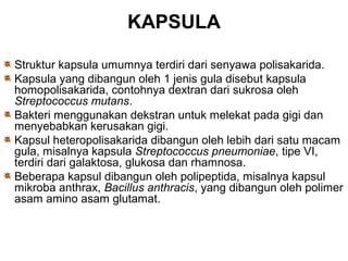 KAPSULA

Struktur kapsula umumnya terdiri dari senyawa polisakarida.
Kapsula yang dibangun oleh 1 jenis gula disebut kapsula
homopolisakarida, contohnya dextran dari sukrosa oleh
Streptococcus mutans.
Bakteri menggunakan dekstran untuk melekat pada gigi dan
menyebabkan kerusakan gigi.
Kapsul heteropolisakarida dibangun oleh lebih dari satu macam
gula, misalnya kapsula Streptococcus pneumoniae, tipe VI,
terdiri dari galaktosa, glukosa dan rhamnosa.
Beberapa kapsul dibangun oleh polipeptida, misalnya kapsul
mikroba anthrax, Bacillus anthracis, yang dibangun oleh polimer
asam amino asam glutamat.
 