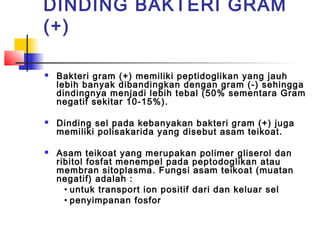 DINDING BAKTERI GRAM
(+)

   Bakteri gram (+) memiliki peptidoglikan yang jauh
    lebih banyak dibandingkan dengan gram (-) sehingga
    dindingnya menjadi lebih tebal (50% sementara Gram
    negatif sekitar 10-15%).

   Dinding sel pada kebanyakan bakteri gram (+) juga
    memiliki polisakarida yang disebut asam teikoat.

   Asam teikoat yang merupakan polimer gliserol dan
    ribitol fosfat menempel pada peptodoglikan atau
    membran sitoplasma. Fungsi asam teikoat (muatan
    negatif) adalah :
      • untuk transport ion positif dari dan keluar sel
      • penyimpanan fosfor
 