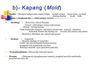 b)- Kapang ( Mold )
    Sumber  : Biasanya terdapat pada tempat-tempat    lembab,semisal kertas koran yg basah
                                                    , dinding-dinding   basah, buah-
    buahan     membusuk dan        bahan pangan lainnya
      Morfologi     : – Multiseluler (bersel banyak)
                       – Ukuran : mikroskopis sampai makroskopis
                     – Bentuk : benang-benang.
                 Tidak berklorofil, berspora, reproduksi seksual atau aseksual , umumnya
                             berbentuk filamen dan dinding sel tersusun atas selulosa atau khitin
                   - Heterotrof, dibedakan atas saprofit dan parasit

       Struktur      : – Eukariotik
                   – Memiliki dinding sel yang kaku
                - Terdiri dari hifa (kumpulan benang-benang).
               – Kumpulan hifa membentuk miselium.
               – Beberapa memiliki septa (penyekat) pada hifa.

     Perkembangbiakan : Seksual dan Askesual (spora).

    Peranan          : Dekomposisi (penghancuran) material, penghasil penisilin (antibiotik),
    penyebab penyakit, dll.
 