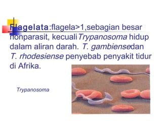 Flagelata:flagela>1,sebagian besar
nonparasit, kecualiTrypanosoma hidup
dalam aliran darah. T. gambiensedan
T. rhodesiense penyebab penyakit tidur
di Afrika.

 Trypanosoma
 