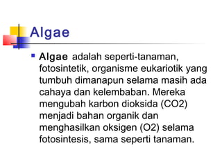 Algae
   Algae adalah seperti-tanaman,
    fotosintetik, organisme eukariotik yang
    tumbuh dimanapun selama masih ada
    cahaya dan kelembaban. Mereka
    mengubah karbon dioksida (CO2)
    menjadi bahan organik dan
    menghasilkan oksigen (O2) selama
    fotosintesis, sama seperti tanaman.
 