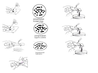 Mikrobiologi dasar2010new