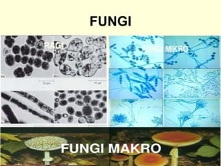 FUNGI
 