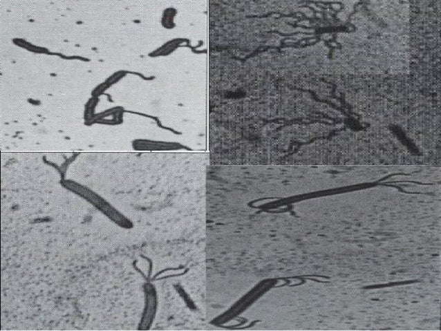 Mikrobiologi dasar2010new