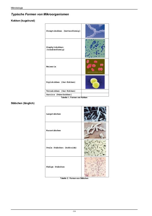 Mikrobiologie