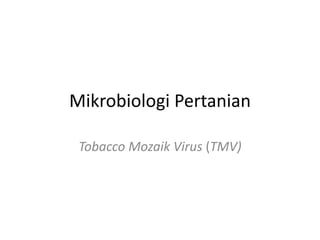 Mikrobiologi Pertanian
Tobacco Mozaik Virus (TMV)
 