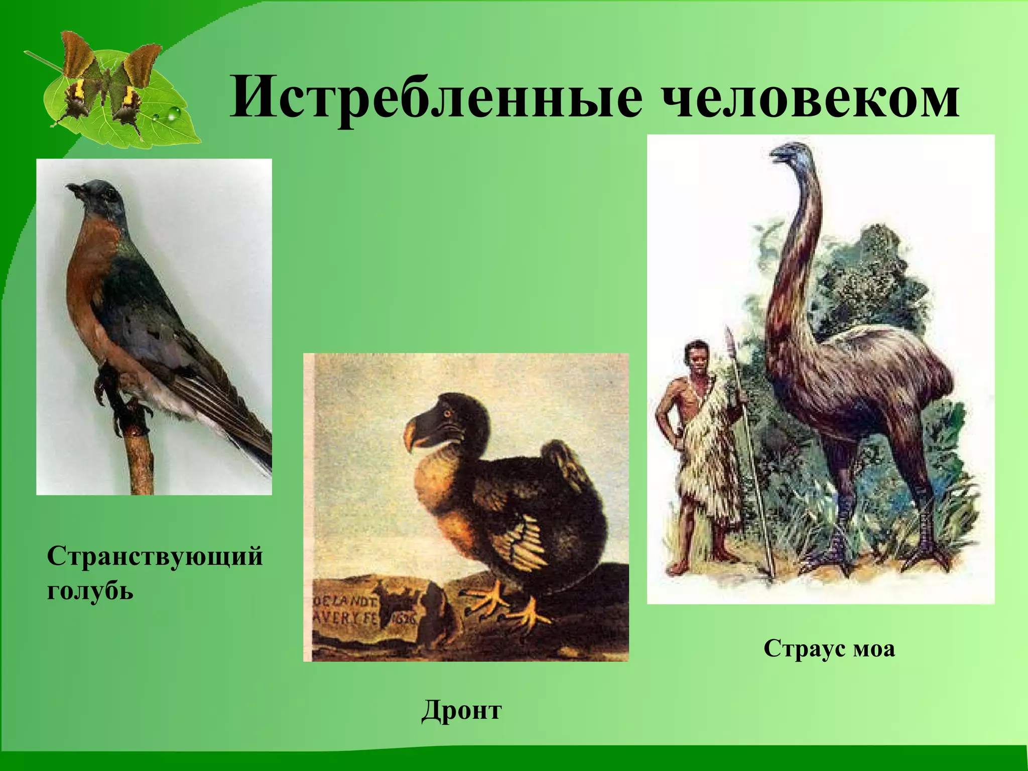 Истребленные человеком Странствующий голубь Дронт  Страус моа 