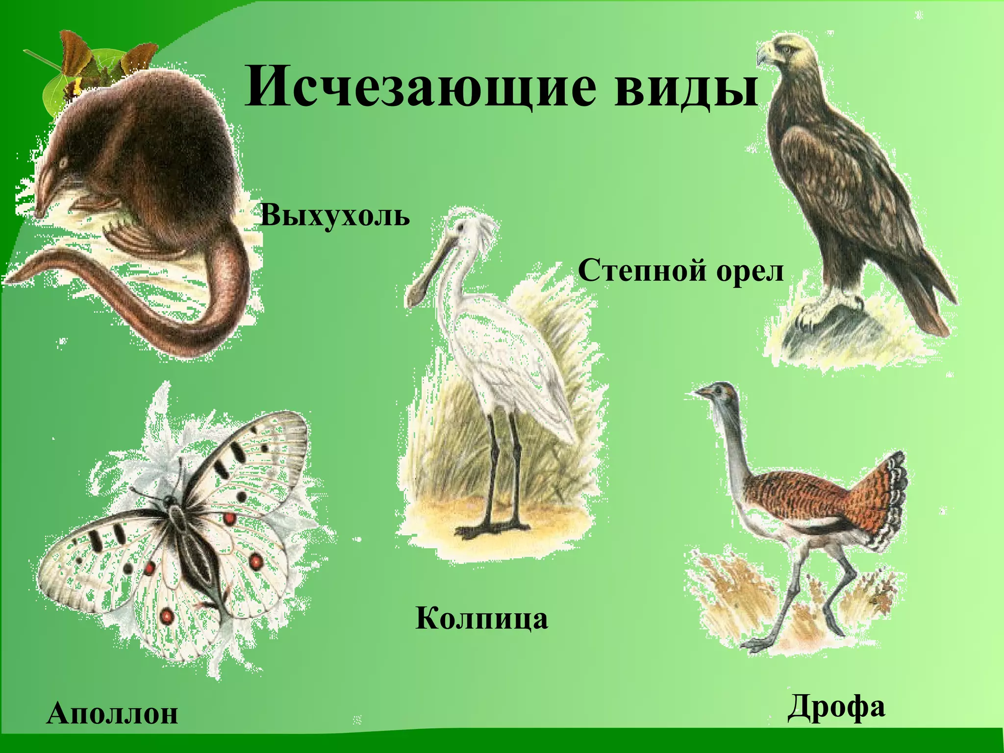 Исчезающие виды Выхухоль  Аполлон  Колпица  Дрофа  Степной орел 