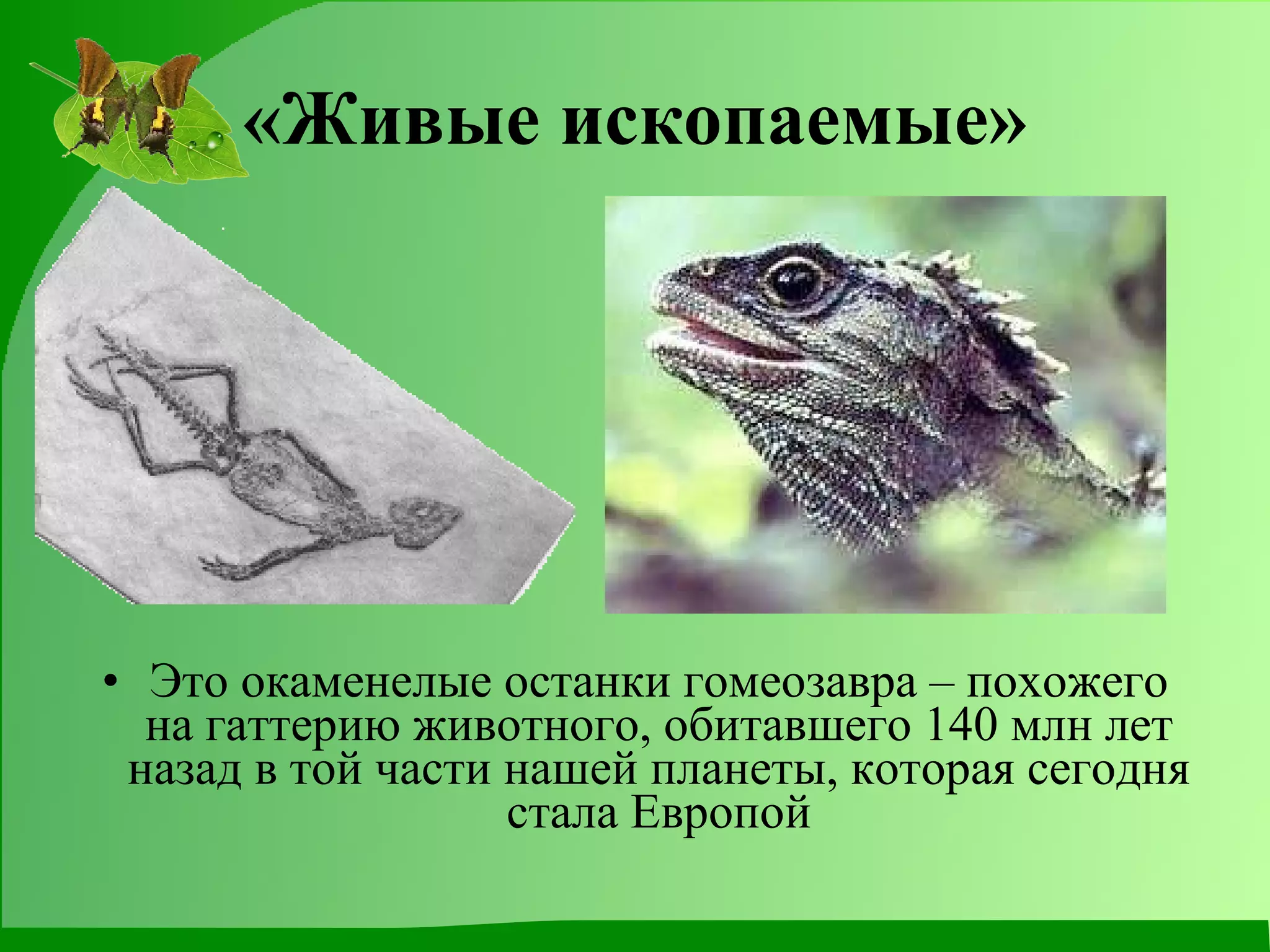 «Живые ископаемые» Это окаменелые останки гомеозавра – похожего на гаттерию животного, обитавшего 140 млн лет назад в той части нашей планеты, которая сегодня стала Европой 