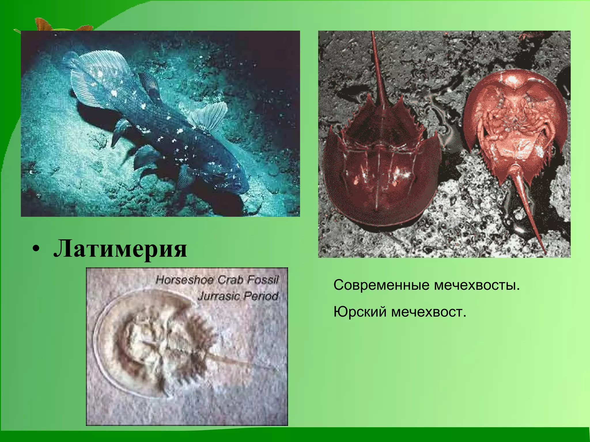 Латимерия  Современные мечехвосты. Юрский мечехвост. 