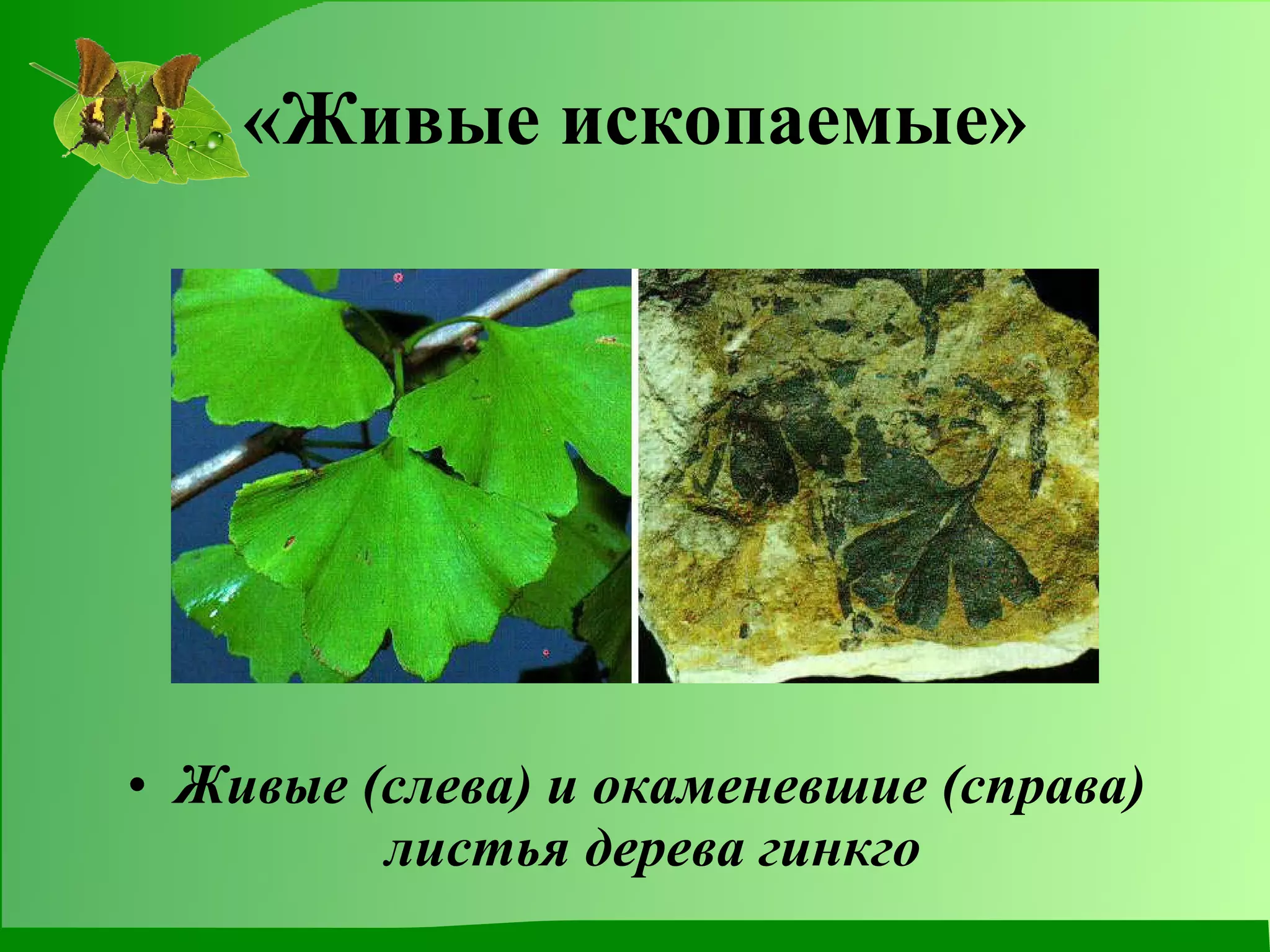 Живые (слева) и окаменевшие (справа) листья дерева гинкго   «Живые ископаемые» 