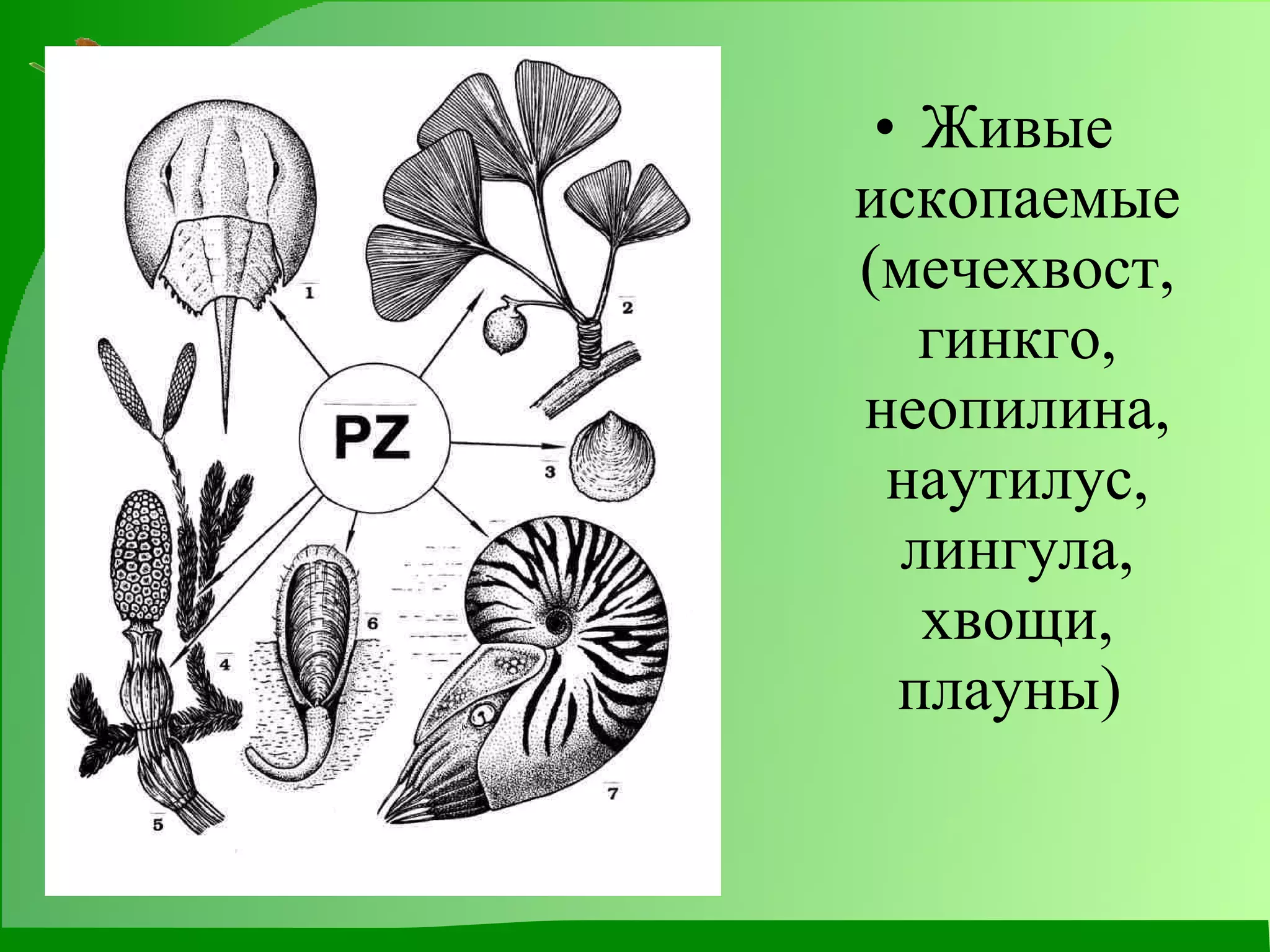 Живые ископаемые (мечехвост, гинкго, неопилина, наутилус, лингула, хвощи, плауны)  