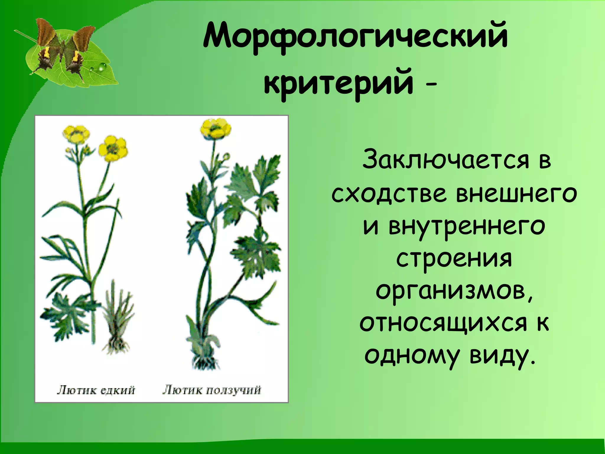 Морфологический критерий  -   Заключается в сходстве внешнего и внутреннего строения организмов, относящихся к одному виду.  