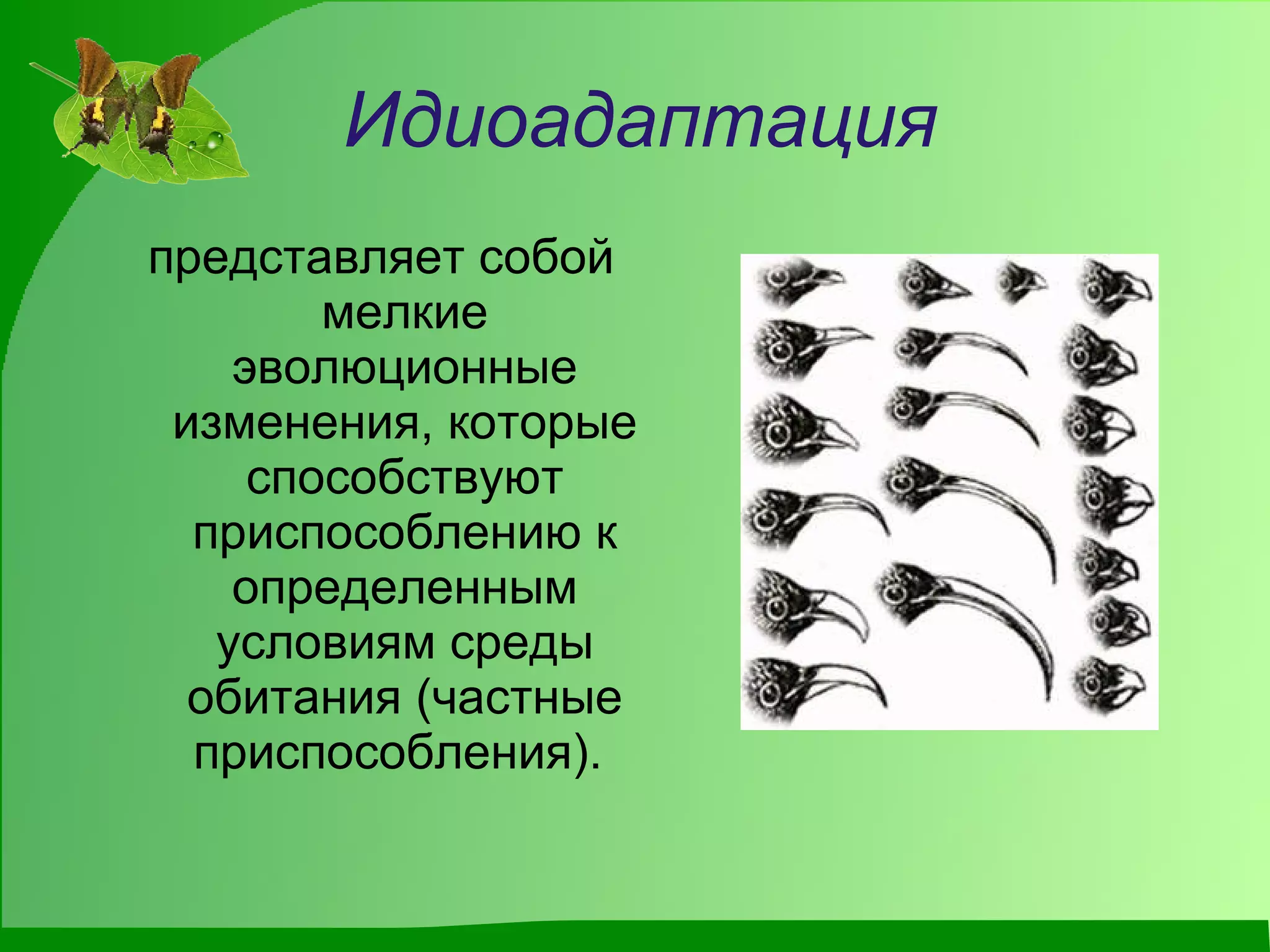 Идиоадаптация представляет собой мелкие эволюционные изменения, которые способствуют приспособлению к определенным условиям среды обитания (частные приспособления).   