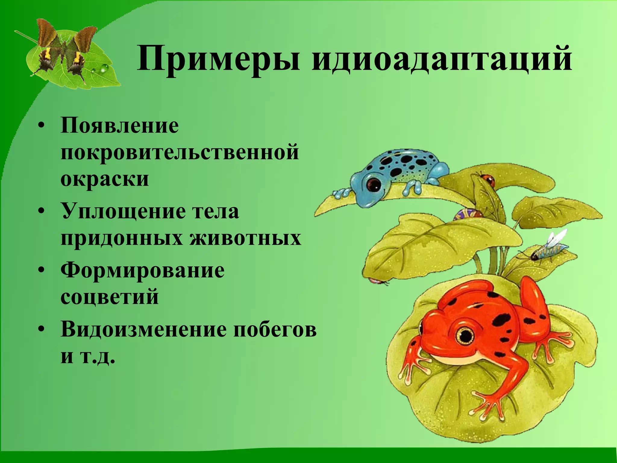 Примеры идиоадаптаций Появление покровительственной окраски Уплощение тела придонных животных Формирование соцветий Видоизменение побегов и т.д. 