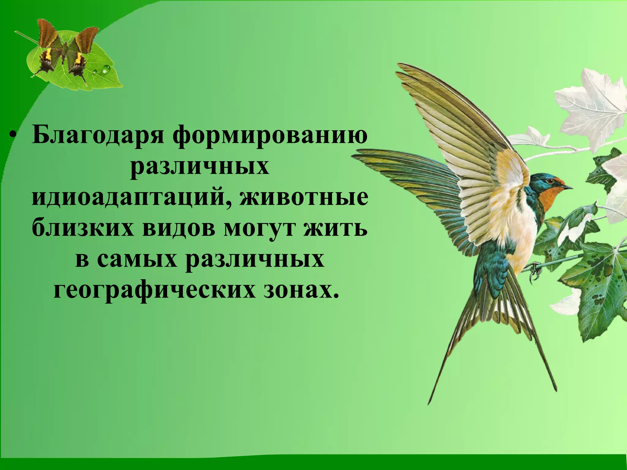Благодаря формированию различных идиоадаптаций, животные близких видов могут жить в самых различных географических зонах.  
