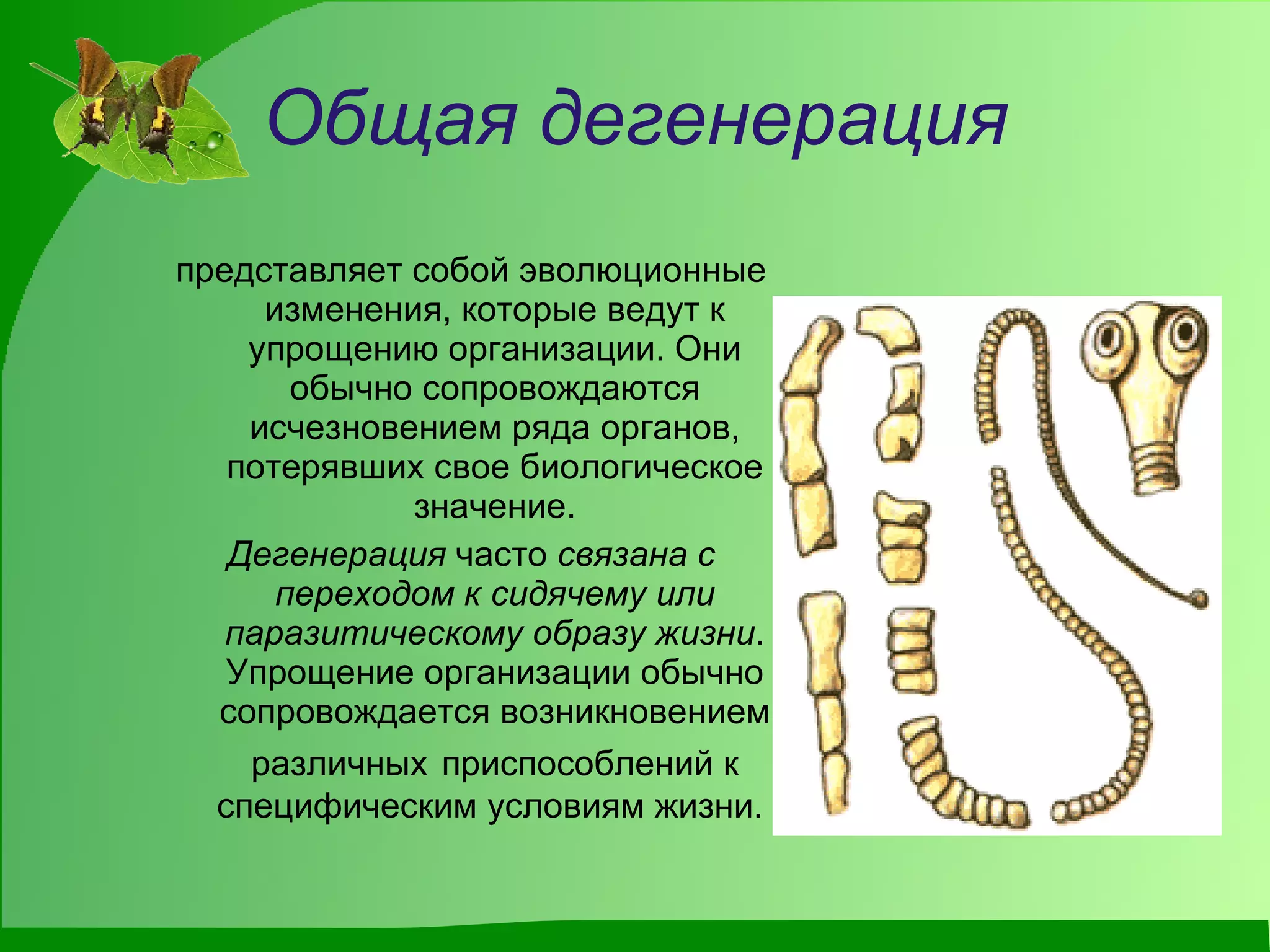 Общая дегенерация представляет собой эволюционные изменения, которые ведут к упрощению организации. Они обычно сопровождаются исчезновением ряда органов, потерявших свое биологическое значение. Дегенерация  часто  связана с переходом к сидячему или паразитическому образу жизни . Упрощение организации обычно сопровождается возникновением различных   приспособлений к специфическим условиям жизни.   