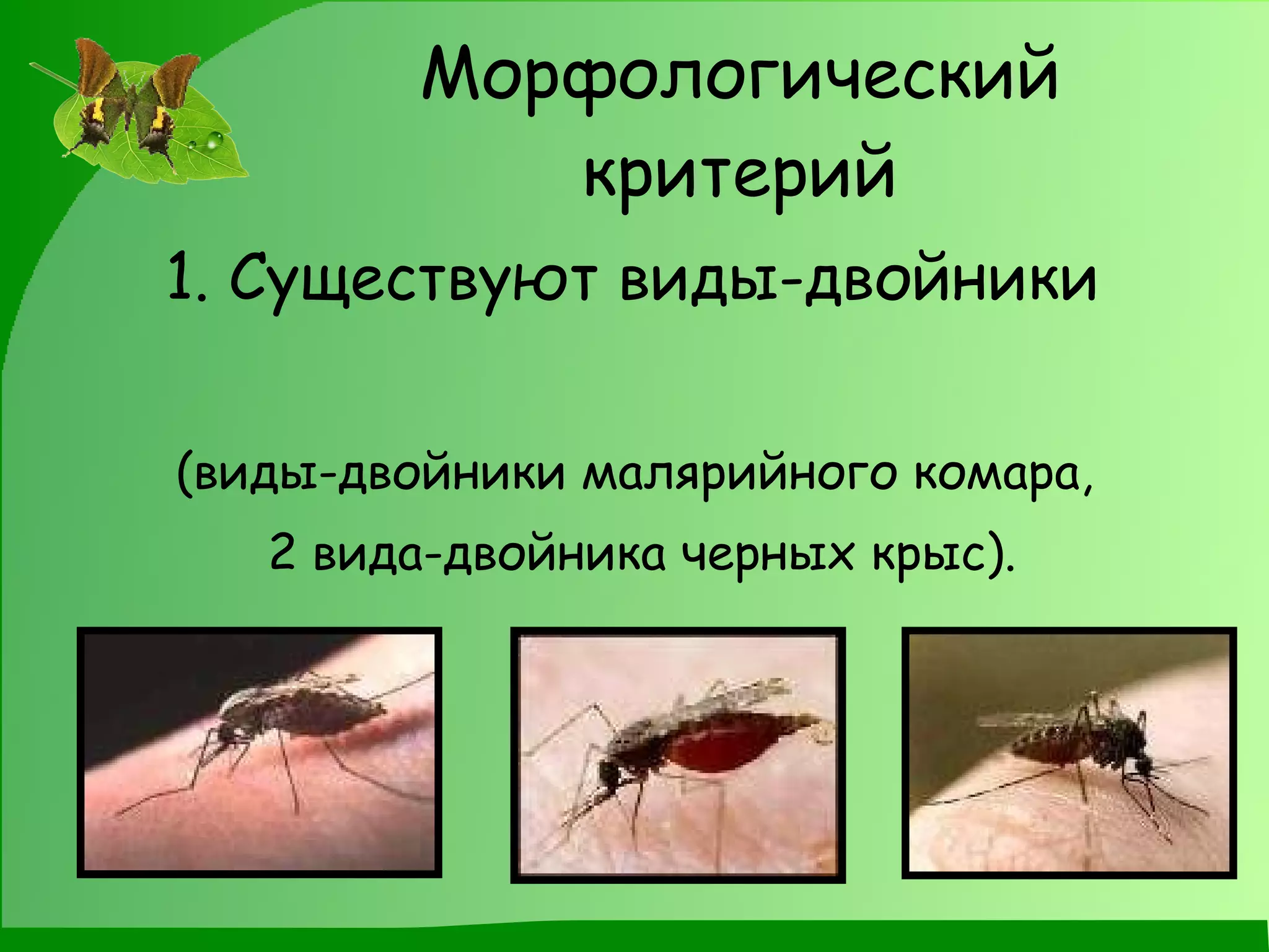 Морфологический критерий 1. Существуют виды-двойники  (виды-двойники малярийного комара,  2 вида-двойника черных крыс). 