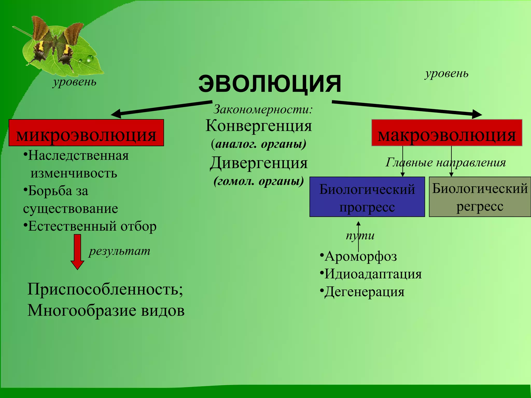 ЭВОЛЮЦИЯ микроэволюция макроэволюция Конвергенция ( аналог. органы) Дивергенция (гомол. органы) Биологический регресс Биологический прогресс Ароморфоз Идиоадаптация Дегенерация Наследственная  изменчивость Борьба за существование Естественный отбор Приспособленность; Многообразие видов результат уровень уровень Главные направления пути Закономерности: 